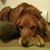 Heidi Roche-Snook's profile image