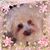 Joyce DeBolt's profile image