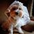 Toni Ann Siragusa's profile image