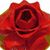 Charlene Zweerink's profile image