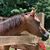 Belinda Gail Strickland RN's profile image