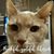 Suzi Kent's profile image