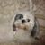 Deborah Smith's profile image