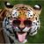 Szu Ko's profile image