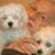 Vincent Trovato's profile image