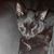 Deanna Hirst's profile image