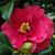 Virginia Wagner Fischer's profile image