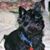 Kenneth De Koven's profile image