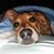 Sally Dominguez's profile image