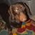 Robert Sharp's profile image