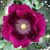 Esther Henry Trusler's profile image