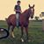 Tommy Lavin's profile image