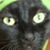 Evelyn Joanne Lee-Jensen's profile image