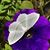 Gina Terkla Larrow's profile image