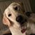 Donna Mastropolo Holzkopf's profile image
