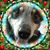 Susanne Marie Schuster's profile image