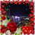 Lisa Speer's profile image
