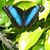 Mary Morris's profile image