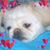 Patsy Estay Landrus's profile image