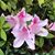 Ann Wilson Boyette's profile image
