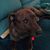 Julia Romeo Sweitzer's profile image