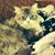 Susan Leonard's profile image