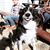 Rowdy Rosie's profile image