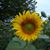 Joanne Tavares-Napert's profile image