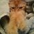 Karin Lickers's profile image