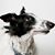 Murph Willcott's profile image
