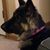 Gina Cordiano Capitano's profile image