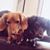 Andrea Pascalau's profile image