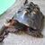 Gail Snyder's profile image