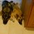 Marcia Snedden Adache's profile image