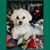 Sylvia Y. Schloesser's profile image
