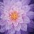 Sandi Carsen's profile image
