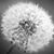 Cindy Edwards's profile image