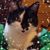 Lisa Sears's profile image