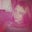 Anna Kapotchkina's profile image