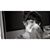Sydney Griffiths's profile image