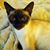 Ginger Fletcher Simms's profile image