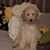 Shelly Henderson Carter's profile image