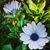 Tabitha M. Capote's profile image