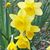 Diane Marston's profile image