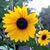 Nicole Blackwell Welcome's profile image