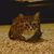Mali Mali's profile image