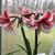Paula Stephens Hammer's profile image