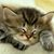 Lisa Jackson's profile image