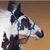 Fernando Assis's profile image