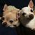 Casi Reuss's profile image